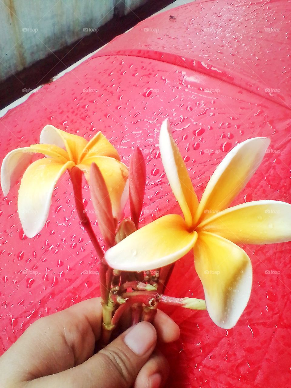 A hand holding frangipani flowers with a red umbrella background