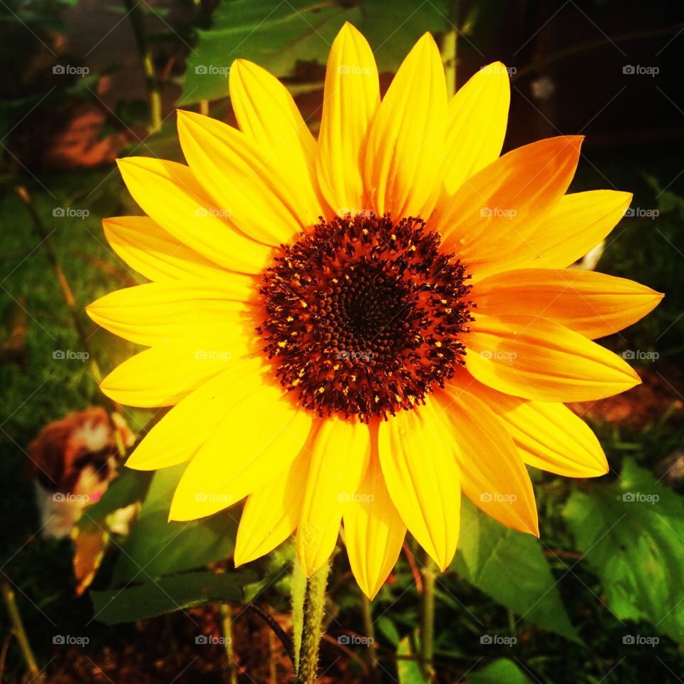 馃尯Fim de #cooper!
Suado, cansado e feliz, alongando e curtindo a beleza dos #girass贸is.
馃弫
#corrida #treino #flor #flowers #p茅talas #jardim #jardinagem #garden #flora #run #running #esporte #alongamento #girassol #flower