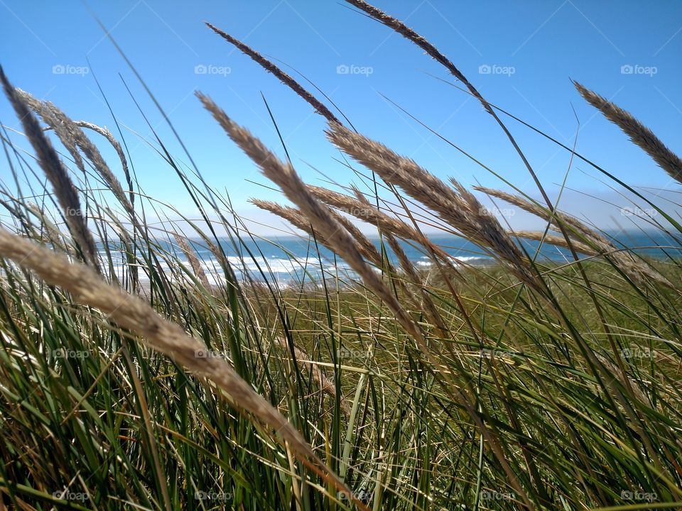 Wind blowing through grass at the Pacific City beach.