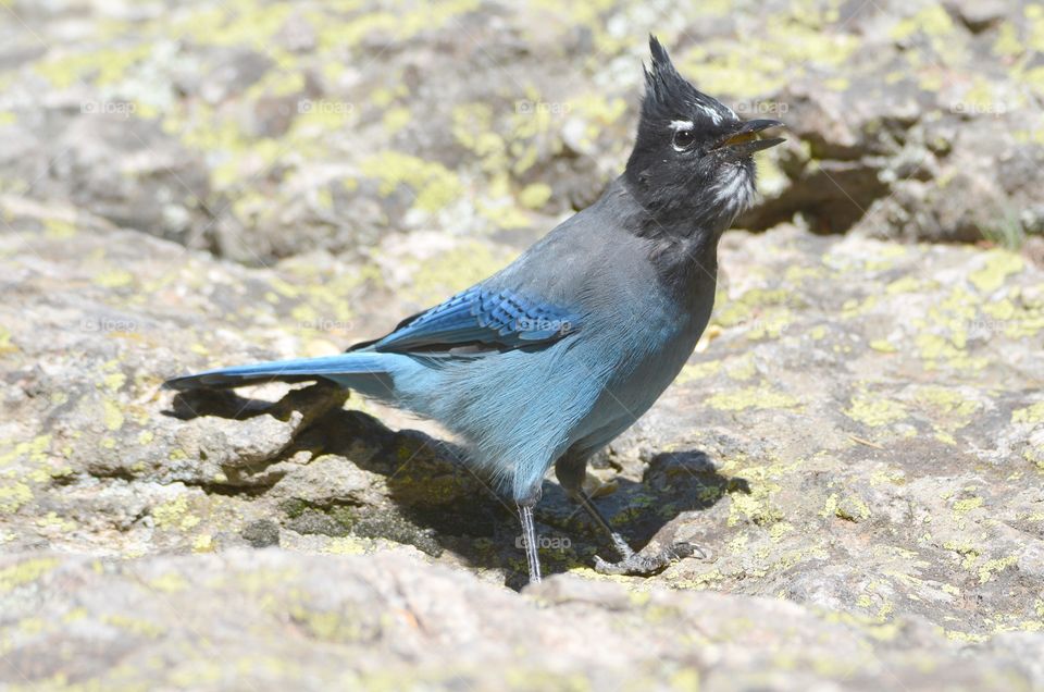 Stellar Jay