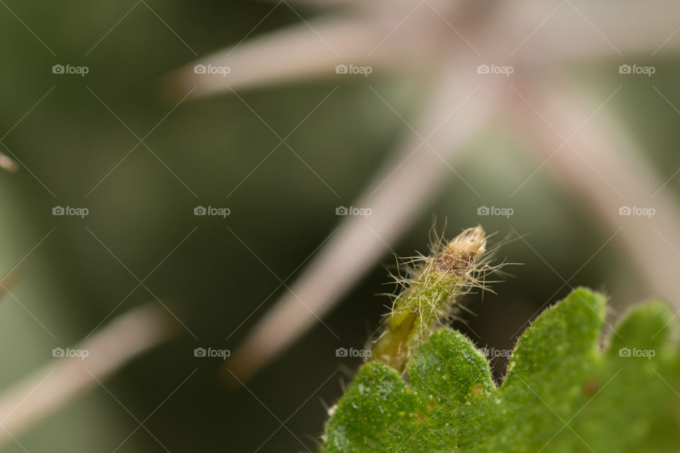 Close-up of thorn