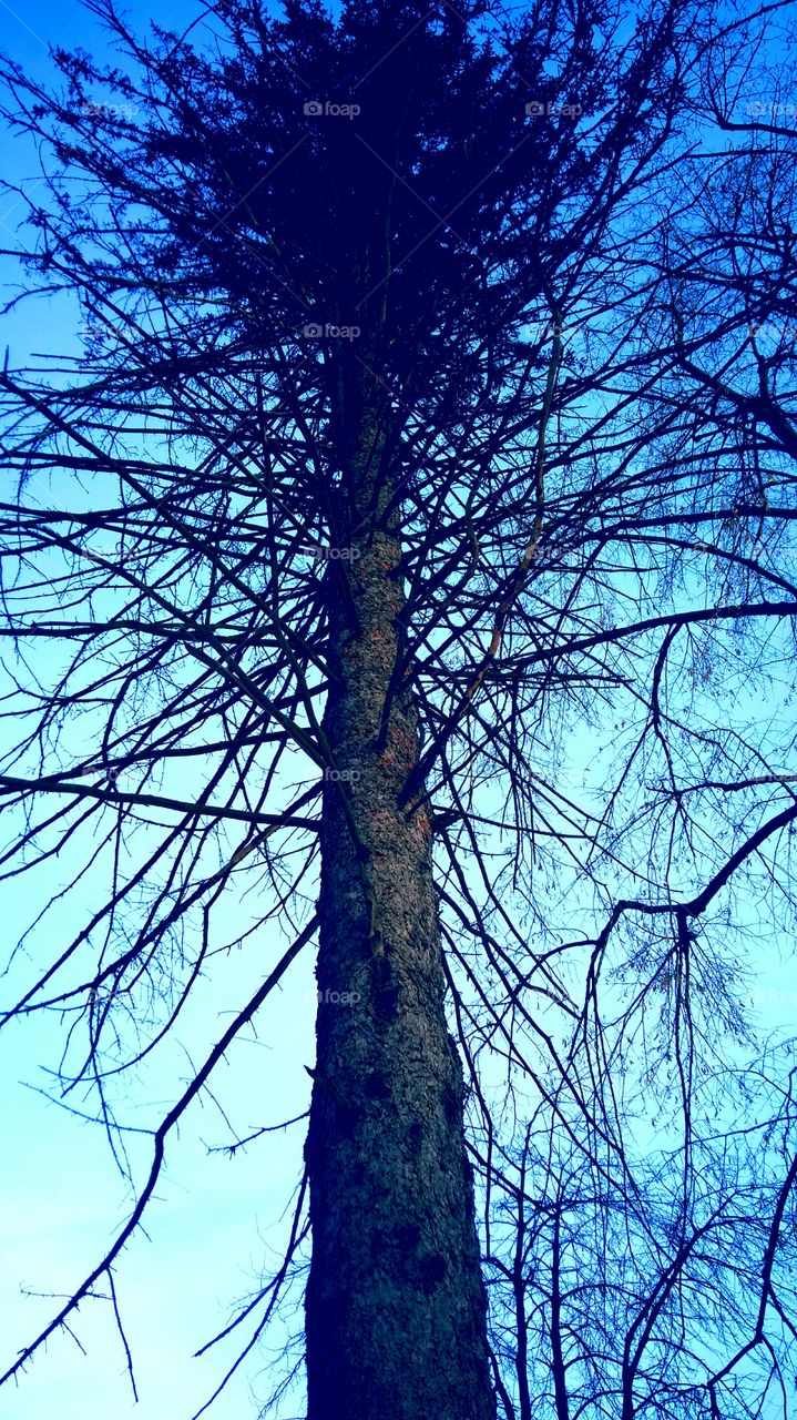 Beautiful tree