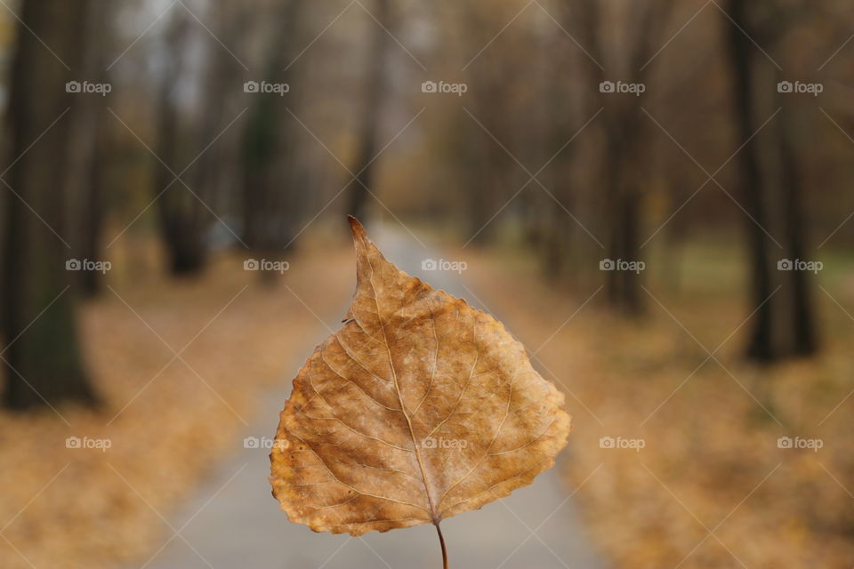 Close-up of dry autumn leaf