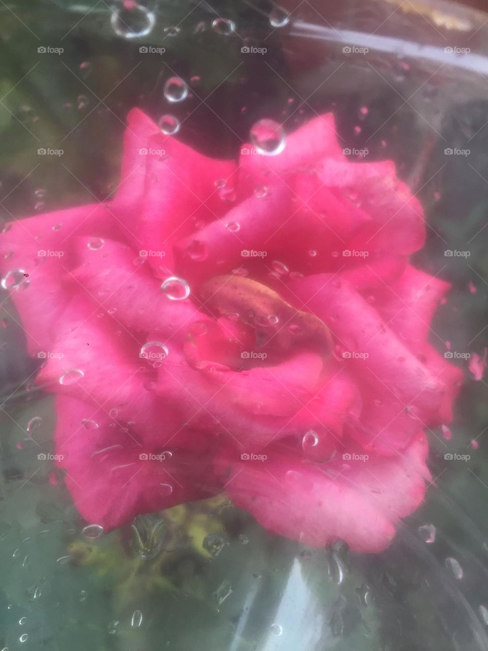 Beautiful rose