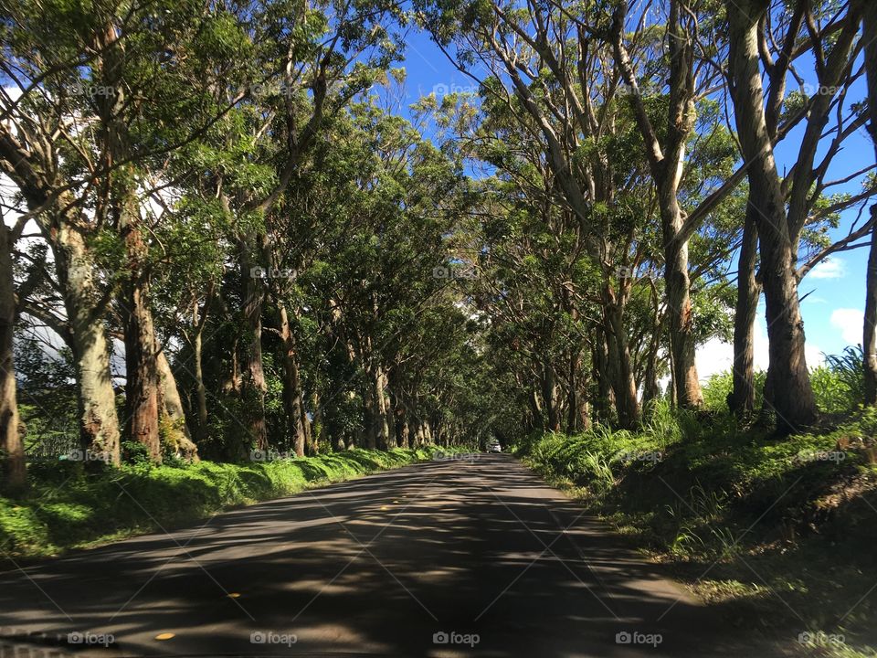 Hawaii road tree cover