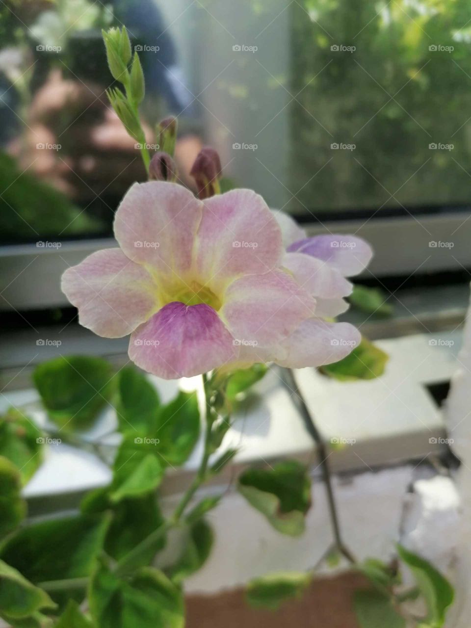 beautiful rose flower next to the beach