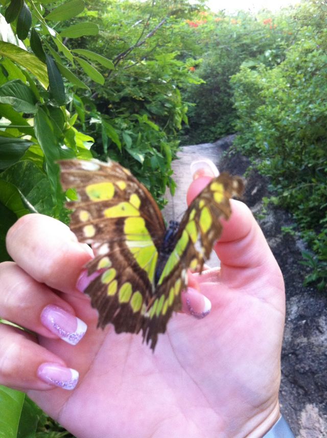 Butterfly effect 