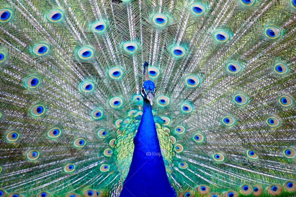 Close-up of peacock