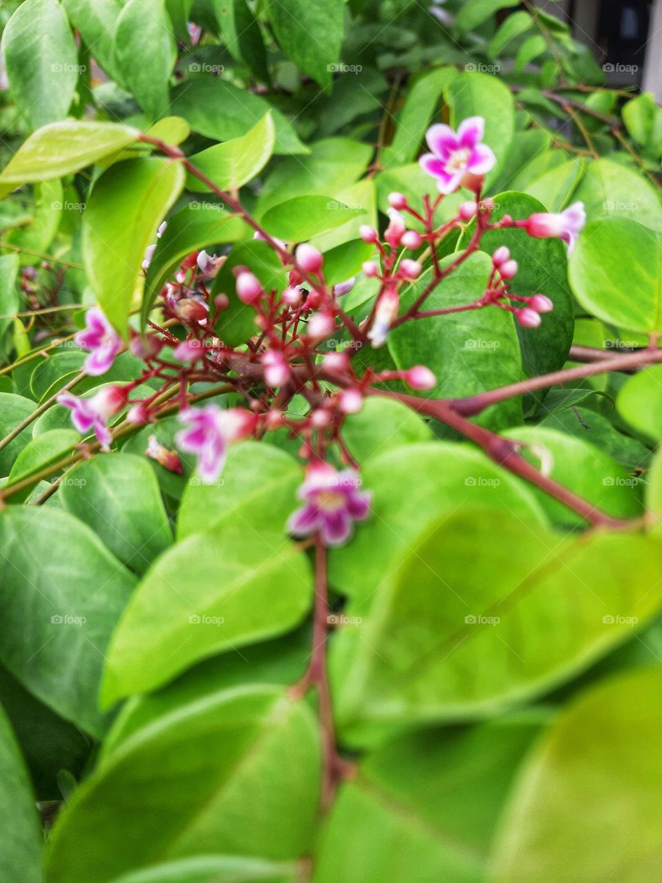 unknown tiny flowers and its leaves.