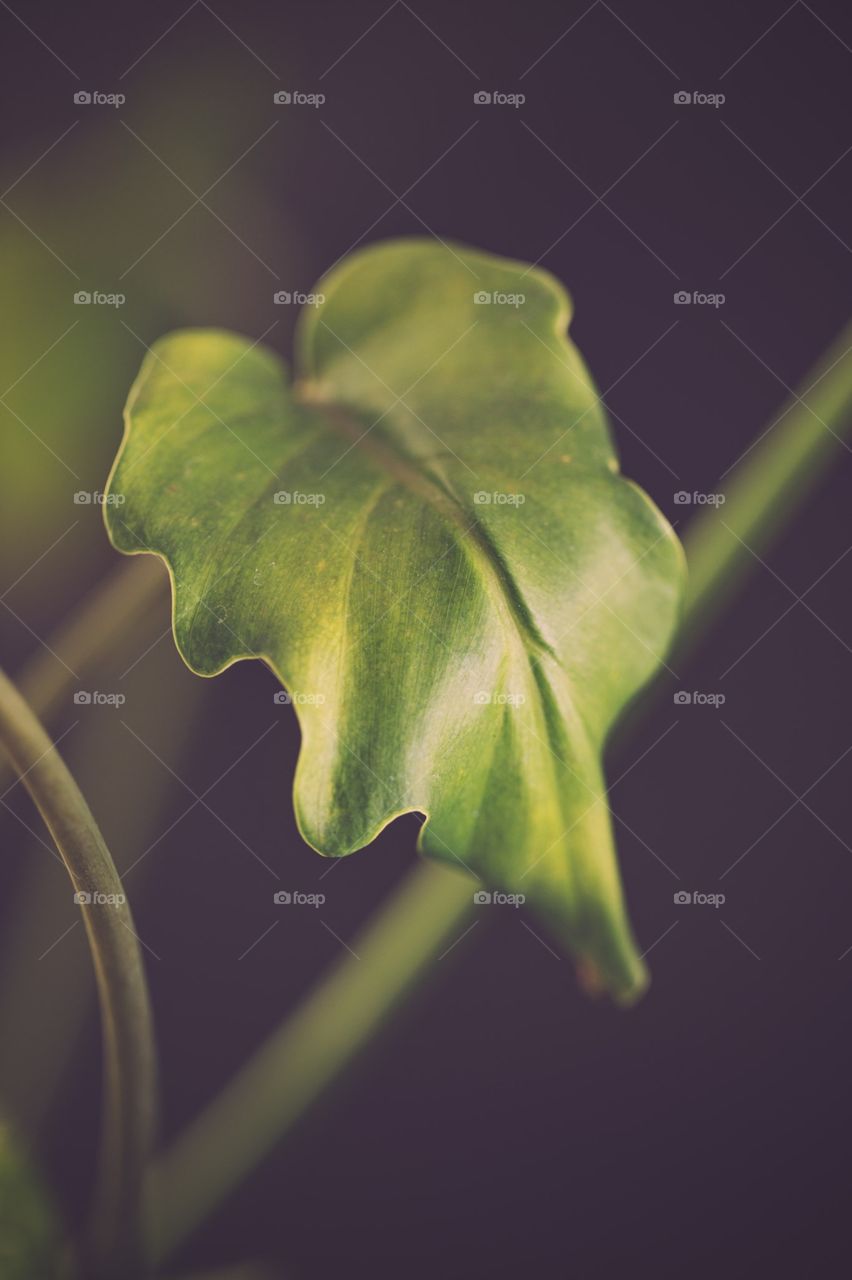 Green leaf of a houseplant against a dark background.