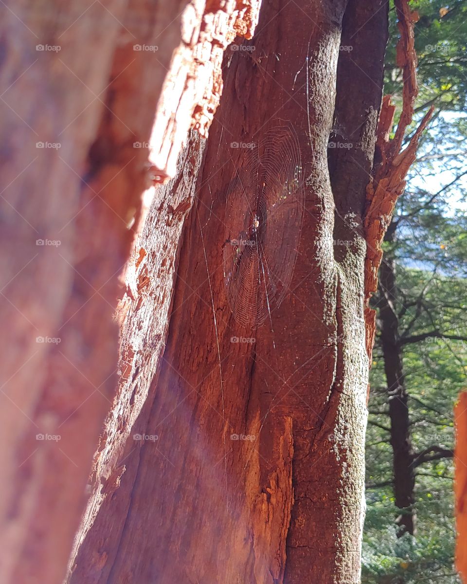 Spider web in a tree