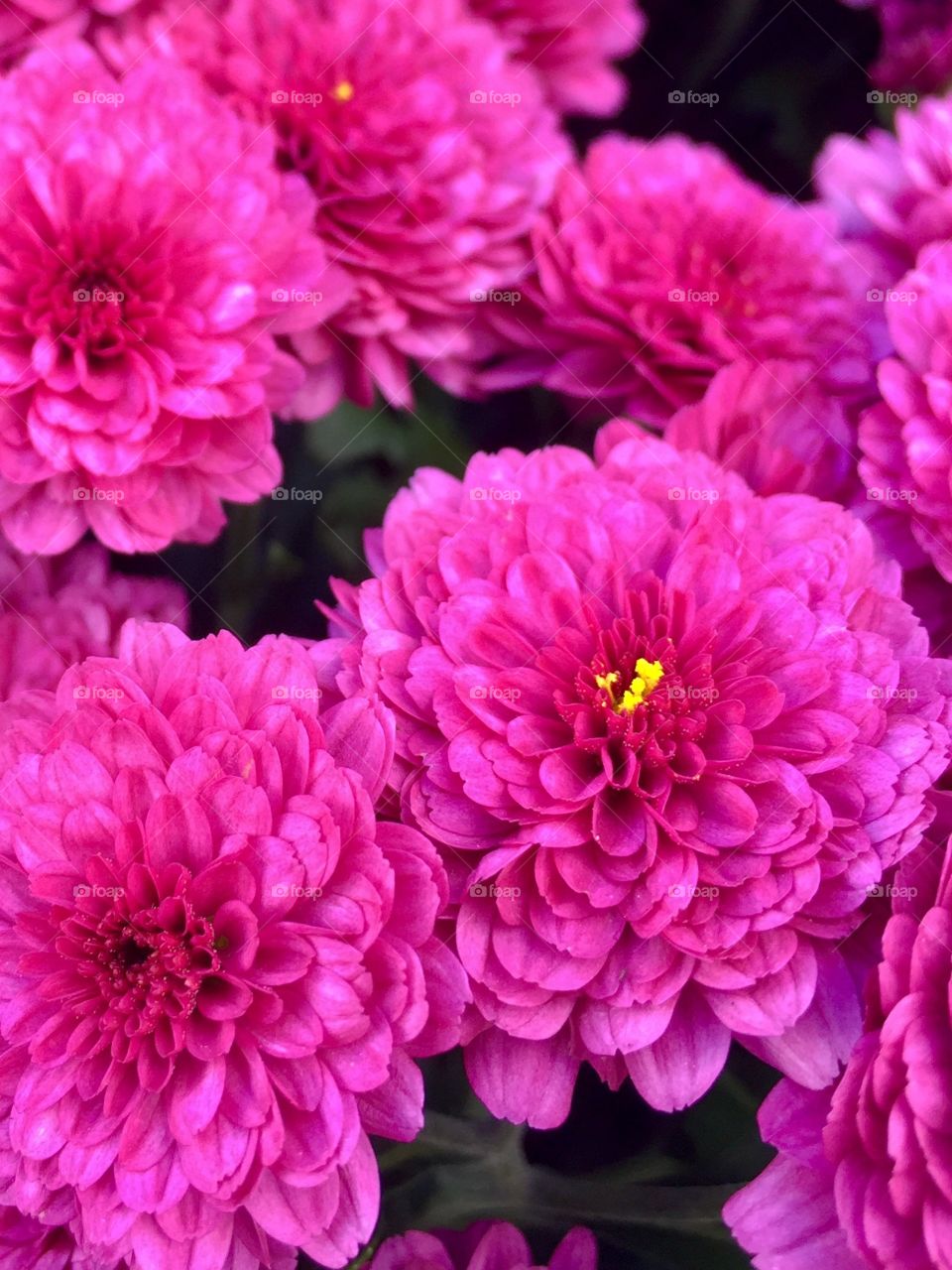 My favorite part of my neighborhood? The local market that sells not only produce, but some of the prettiest flowers around. 