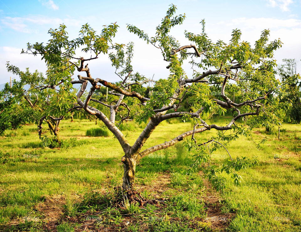 tree ny apple farm by delvec