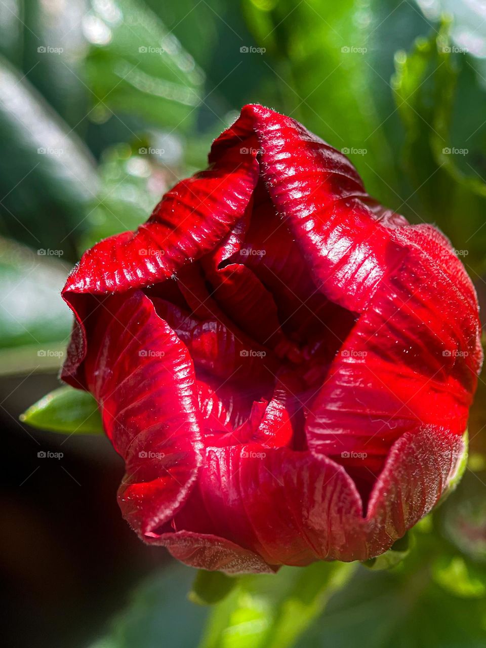A close up view of a hibiscus flower bud. Red in colour. Macro view