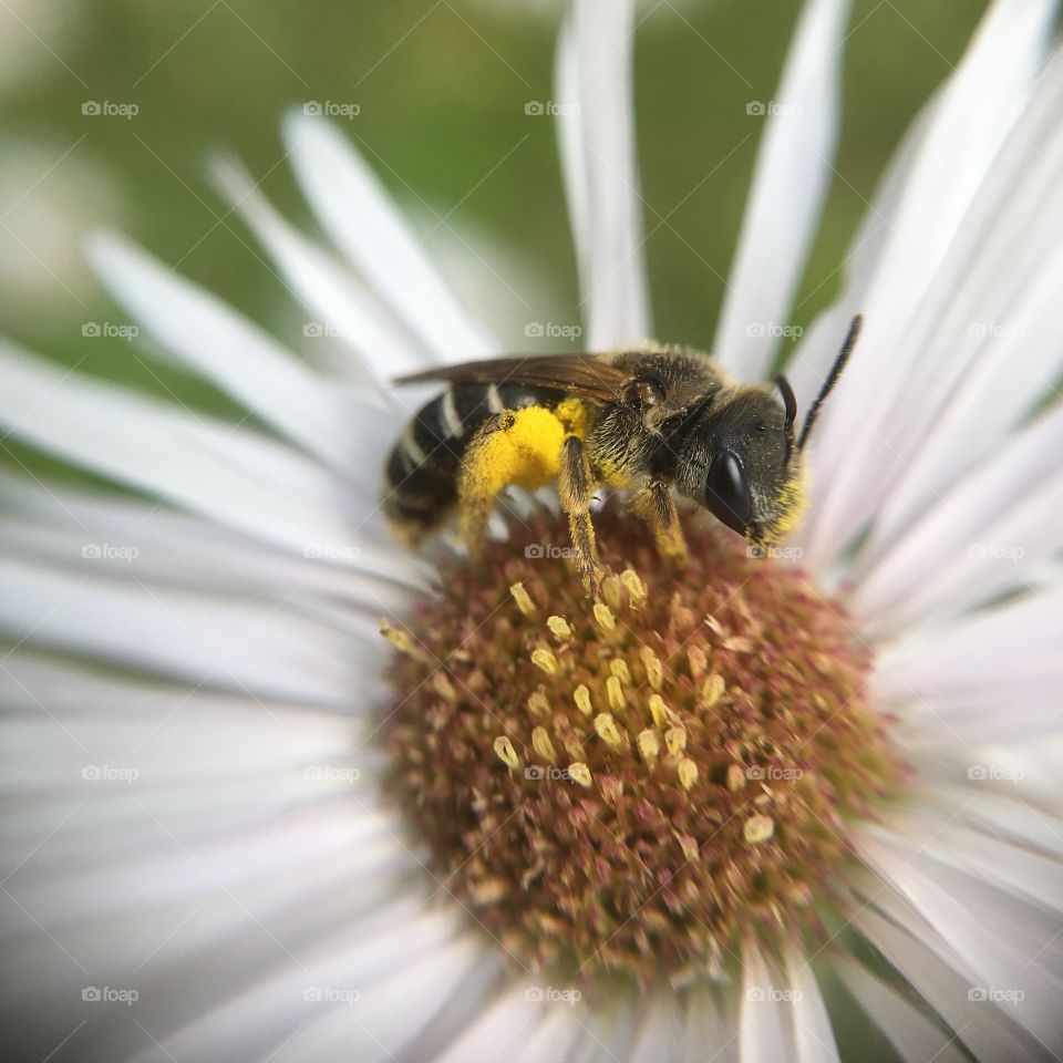 Bee on flower