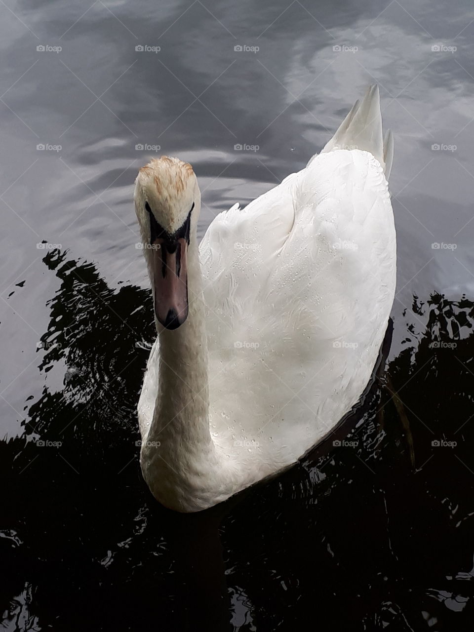 Friendly Swan