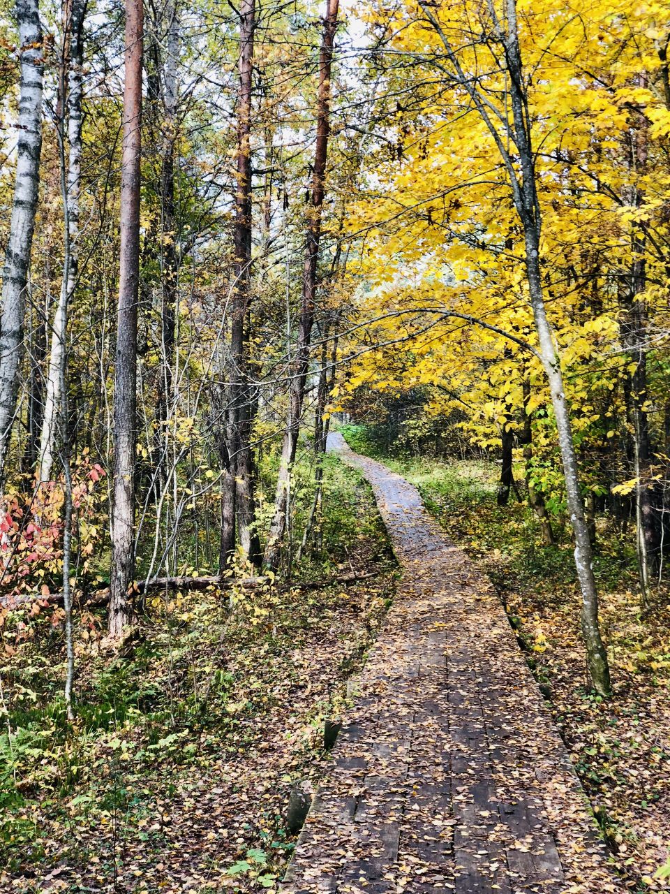Autumn path
