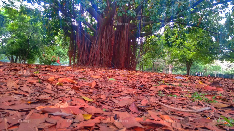 tree árvore parque Ibirapuera São Paulo Brazil