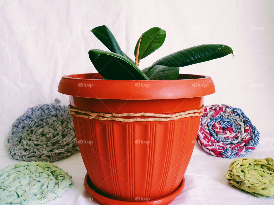 ficus plant brings joy