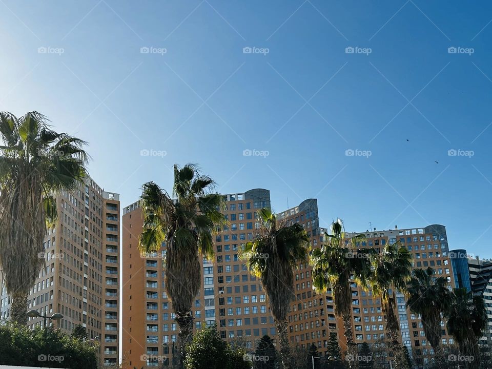 Architecture#palms#skyscrapers