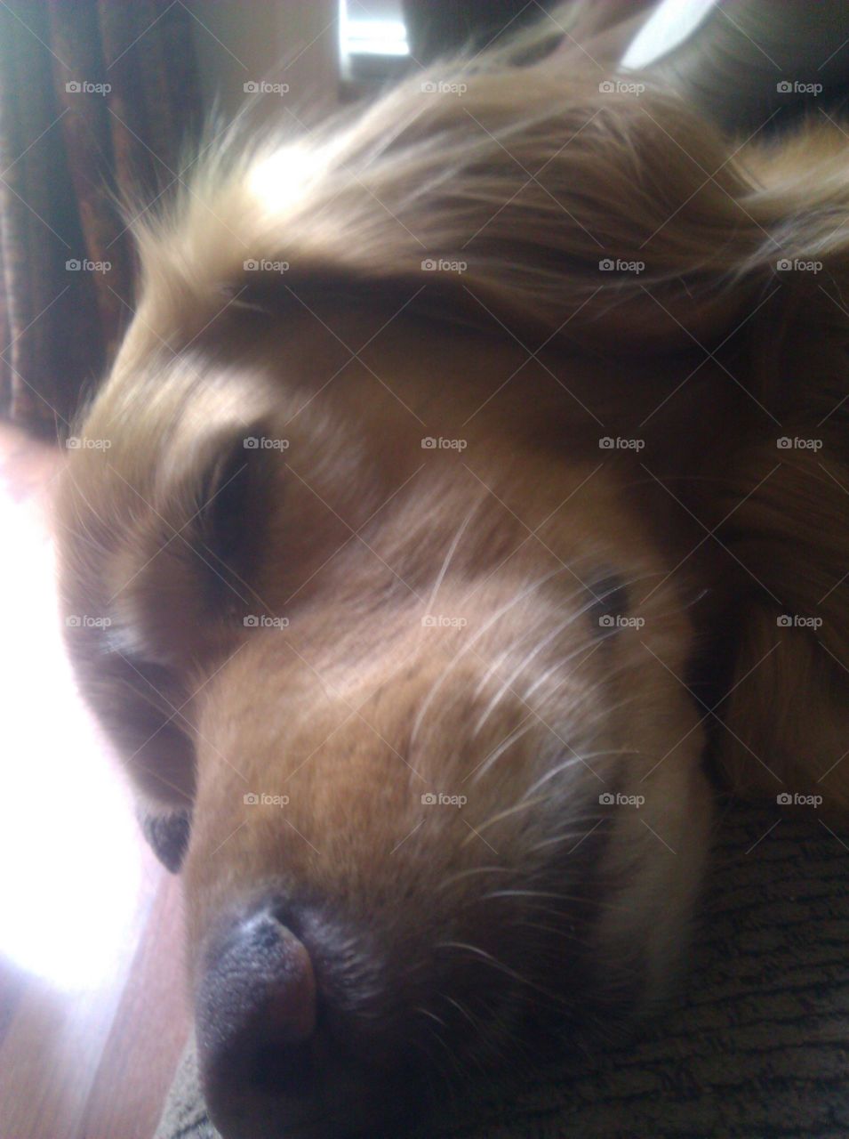 This is my dog Sunny. He's a mix of golden retriever and cocker spaniel. He has the sweetest smile and the biggest brown eyes.