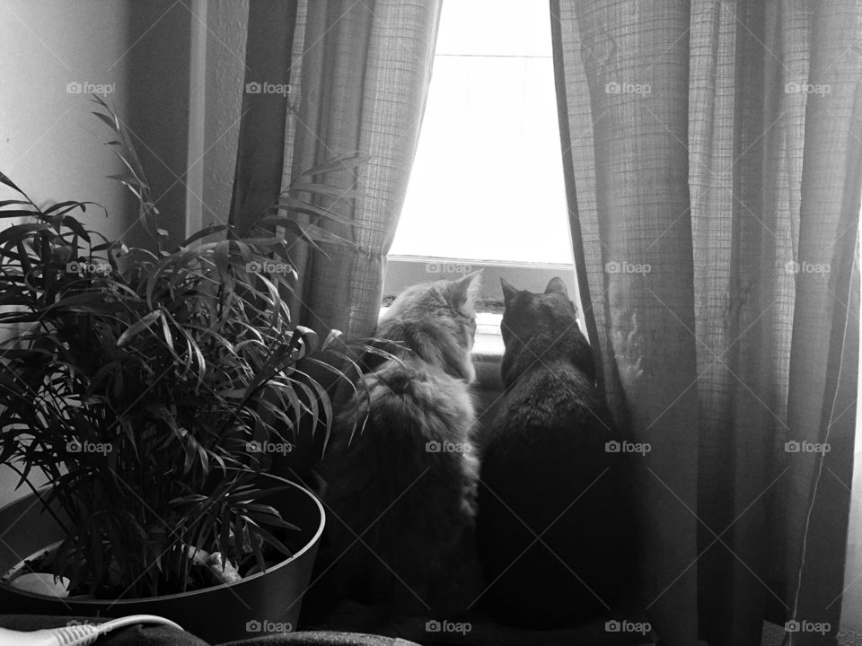 Two cats looks out the window 