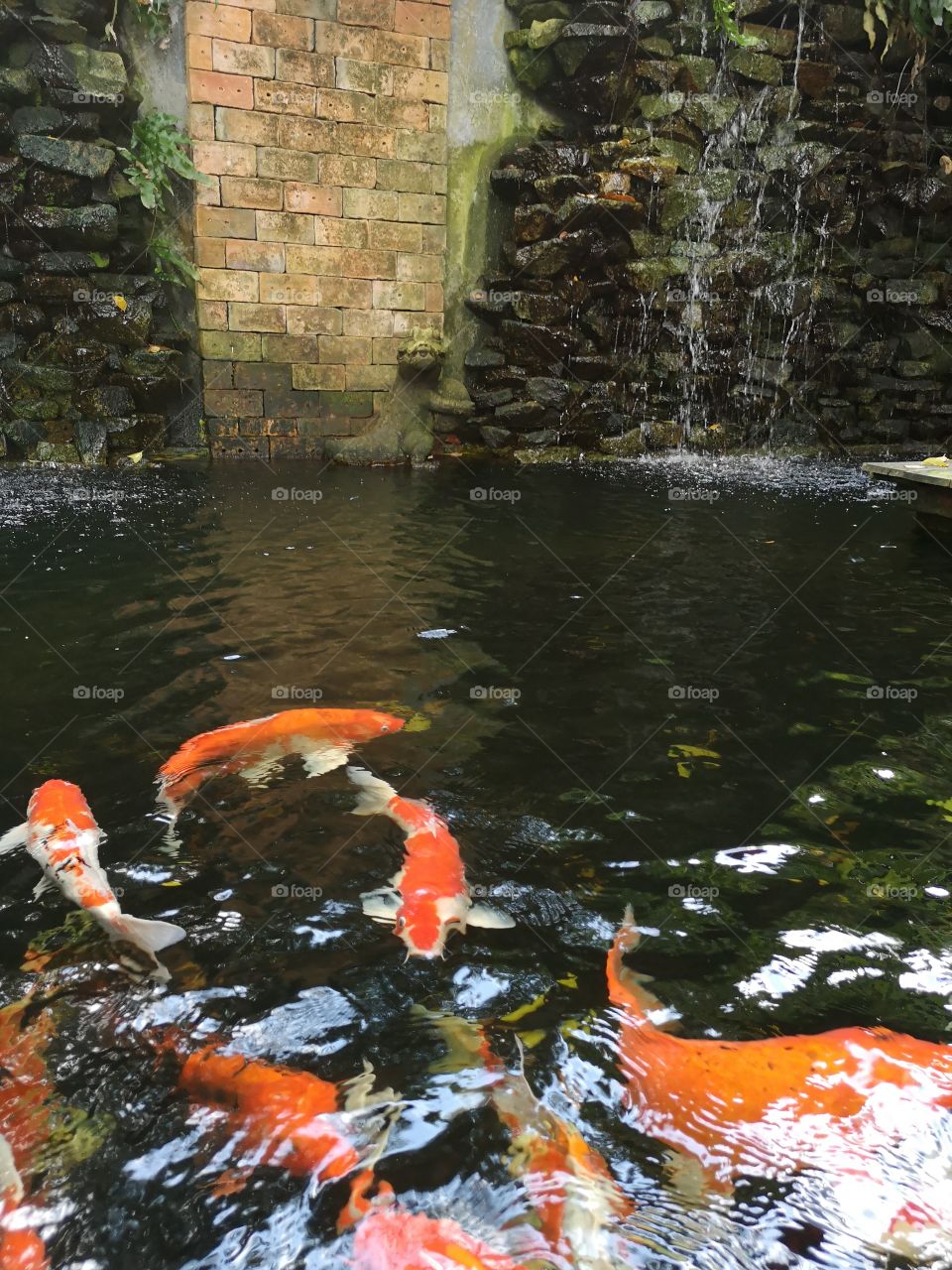 Fancy​ carp​ koi fish​