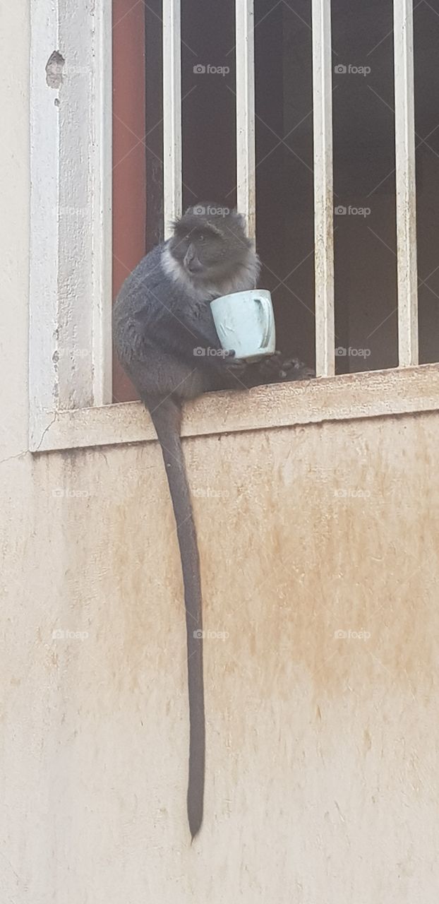 monkey enjoying a tea