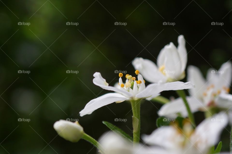 Beautiful white flower standing proud 