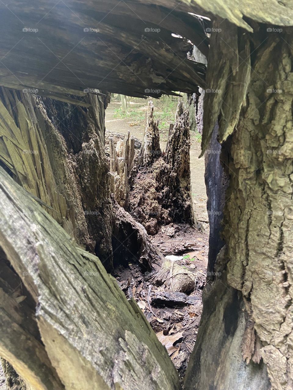 Looking through the “window” of a tree trunk to the forest beyond while hiking the Reservoir trail in a local park.