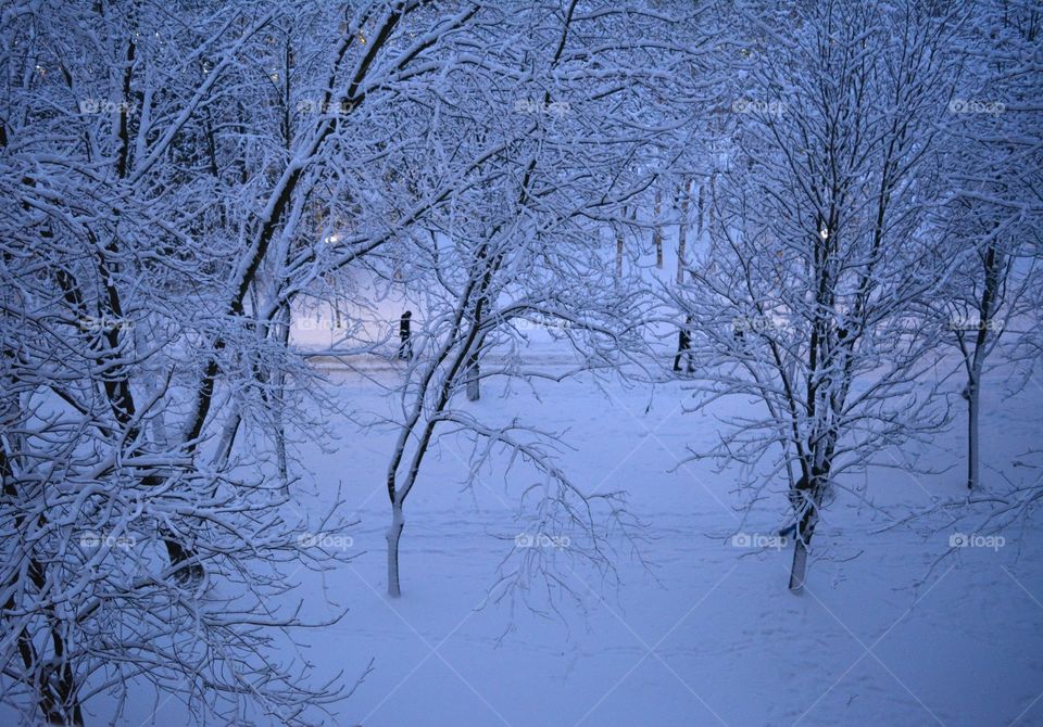 Winter, Snow, Cold, Frost, Tree