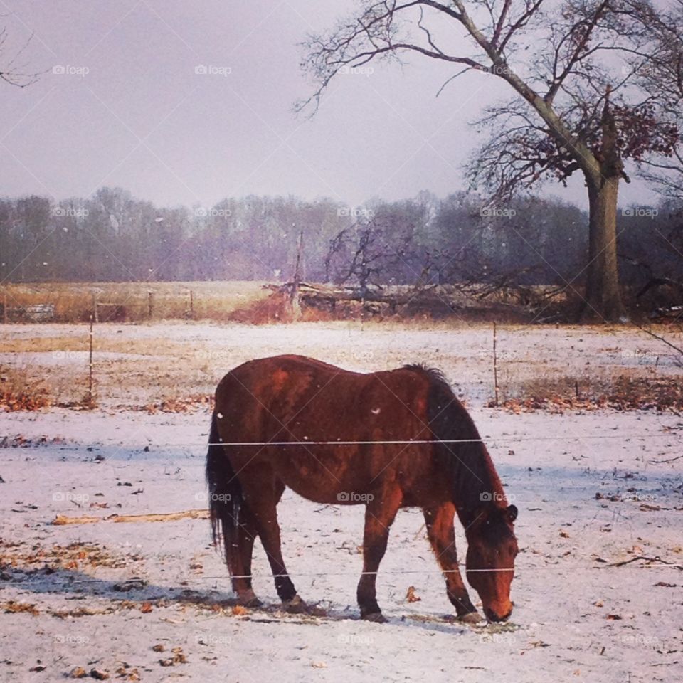 Snow in the Pasture . Taken in Lapel, Indiana right after Christmas. 
