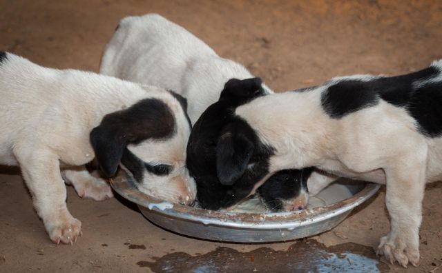 Small dogs drinking Milk