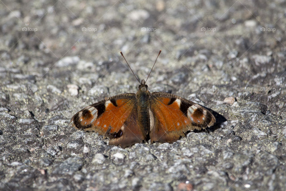Butterfly on the ground ready to fly 