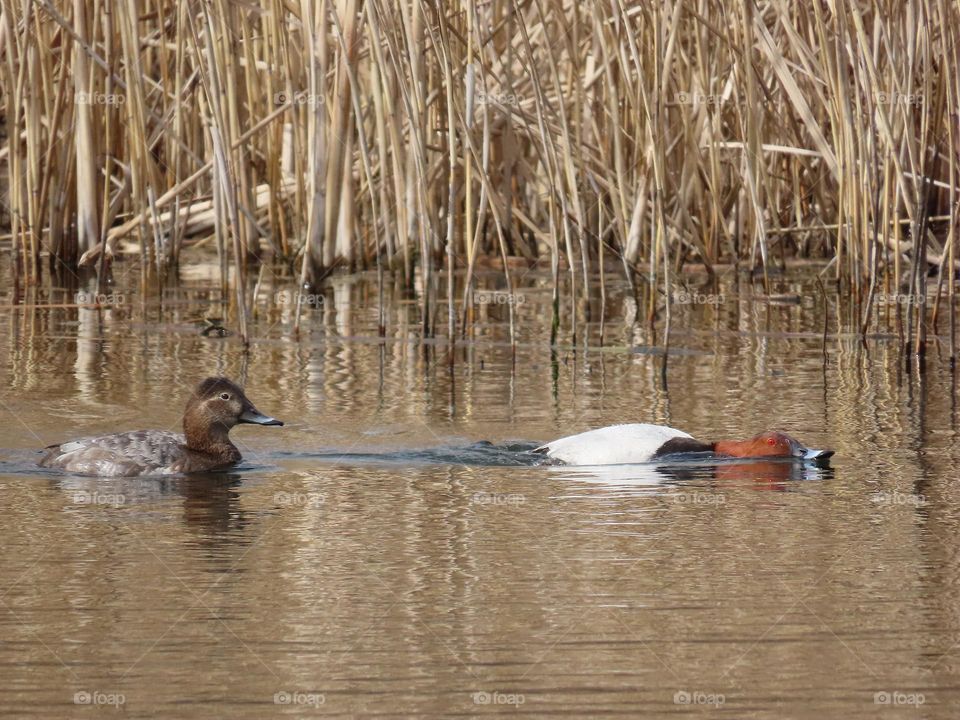 Red-headed Pochards in Love