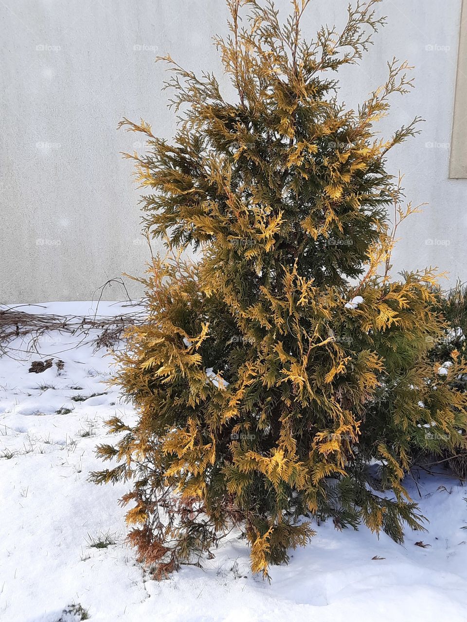 colour in winter garden - golden thuja in snow