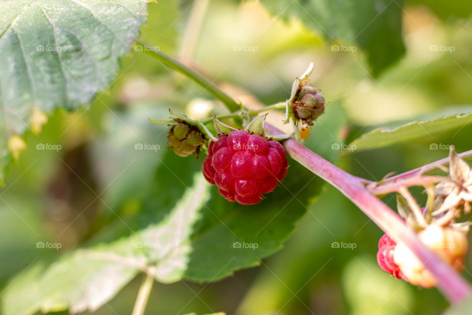 Raspberries growing on a bush