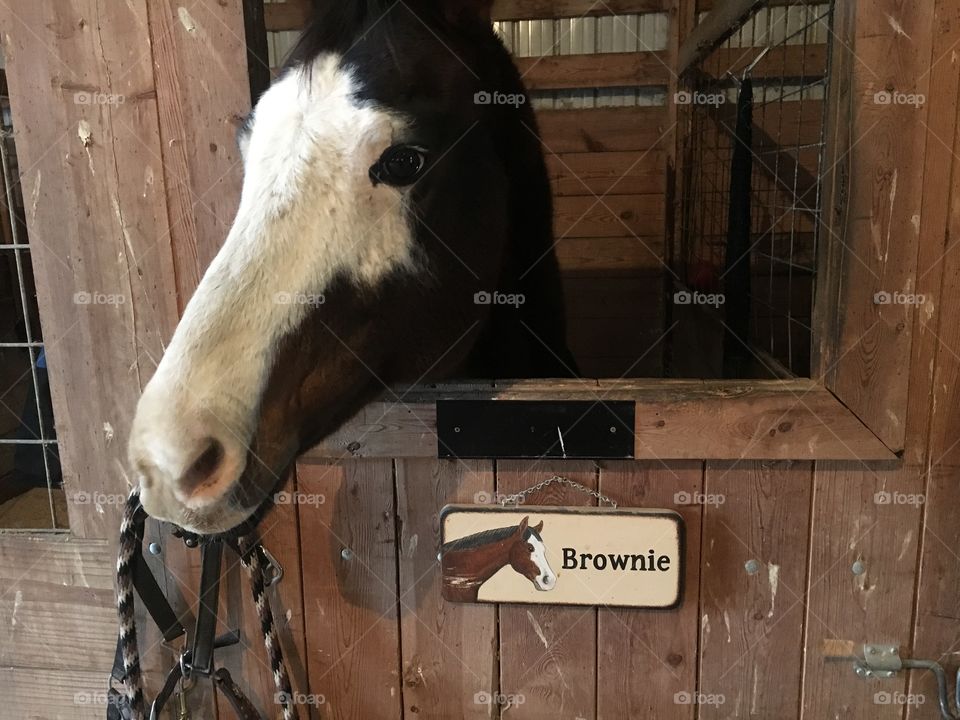Brownie a horse