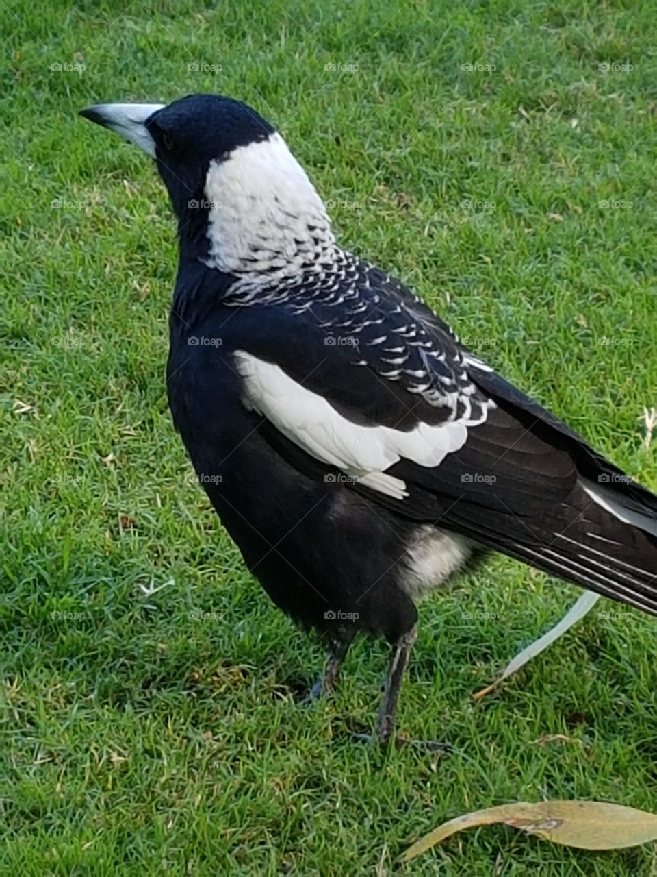 magpie, native Australian bird