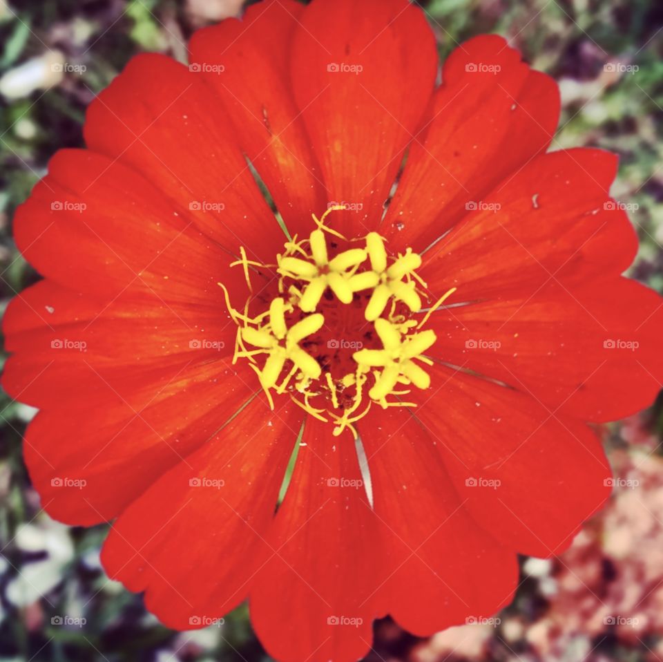 Very beautiful flowers with asymmetrical petals and unmatched beauty!  Live nature through intelligent symmetry. / Flores muito bonitas com pétalas assimétricas e beleza inigualável! Viva a natureza pela inteligente simetria.