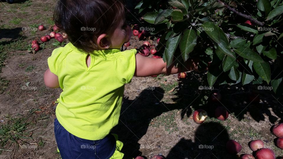 toddler girl apple picking