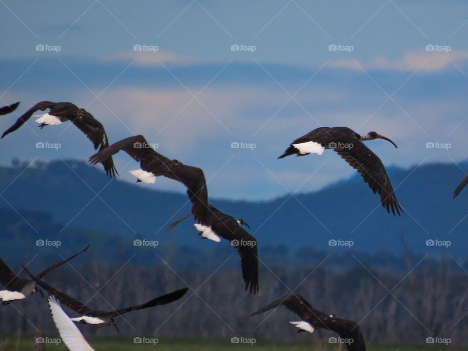 Birds in flight