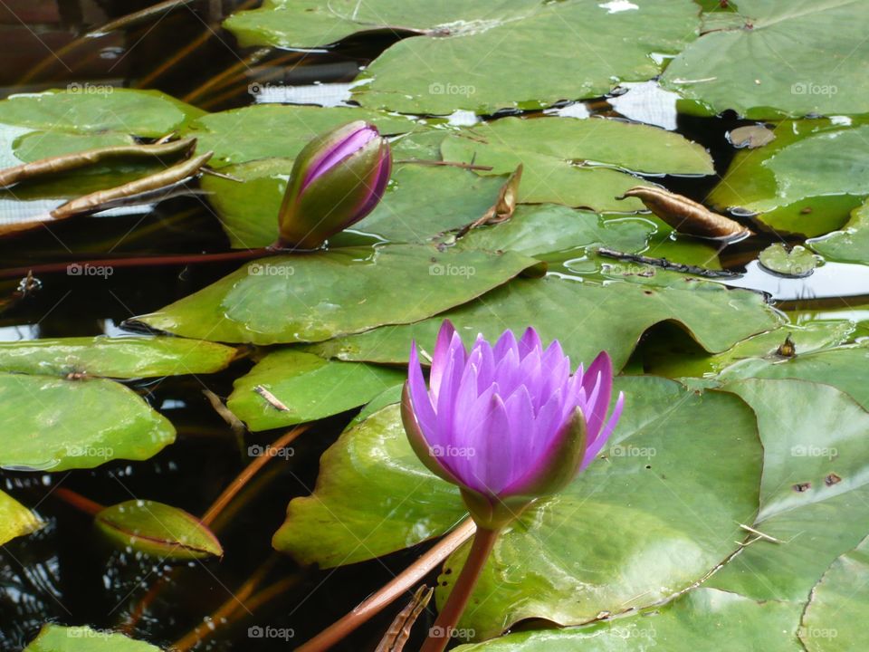 Purple lotus flowers 