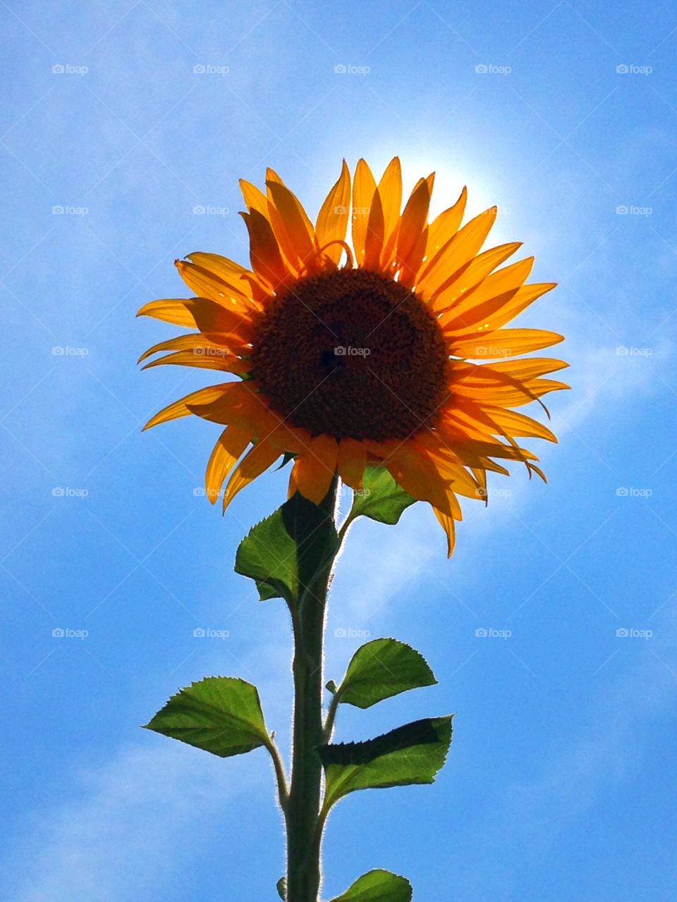 Sunflower in front on the Sun. Sunflower in front on the Sun