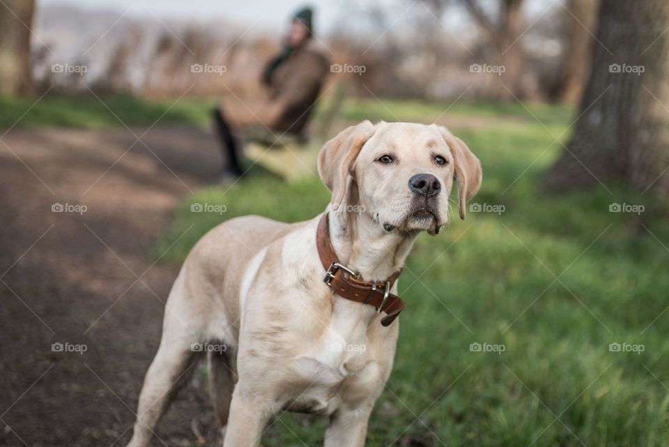 Walking the dog 