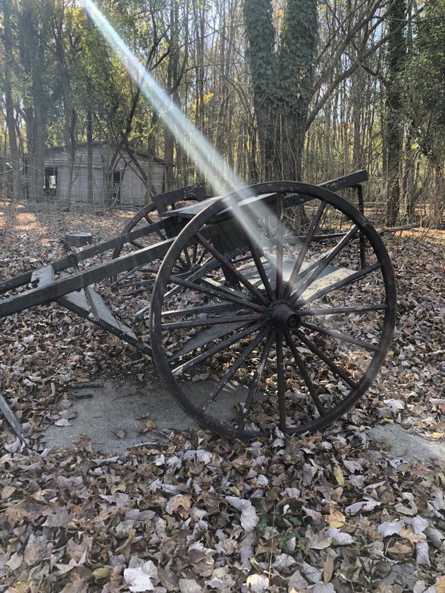 Old Fall Woods