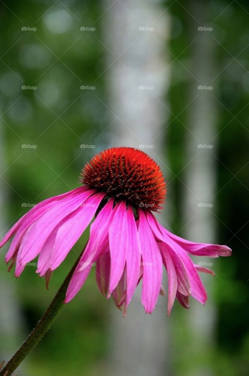 Echinacea