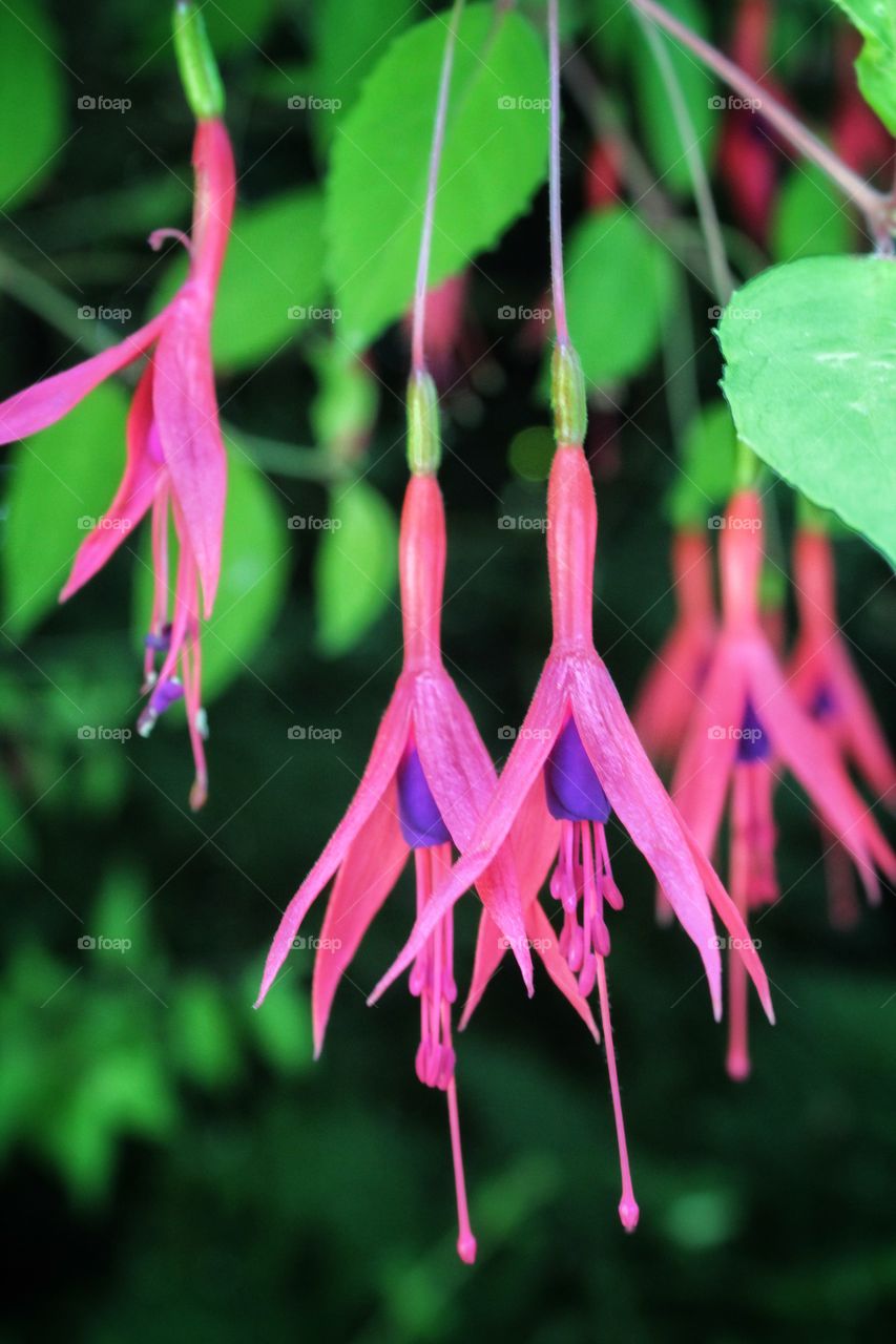 A close up shot of hanging fuschia flowers with a dark, blurred background with leaves in it. Bright pink, purple and green colours, high contrast with the black bokeh background