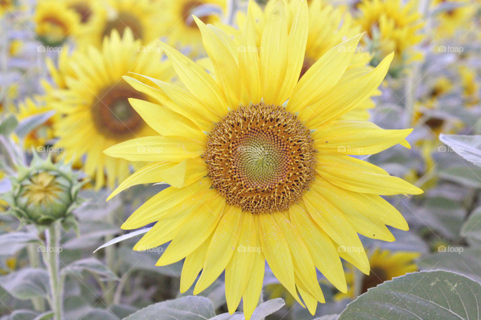 Sunflower