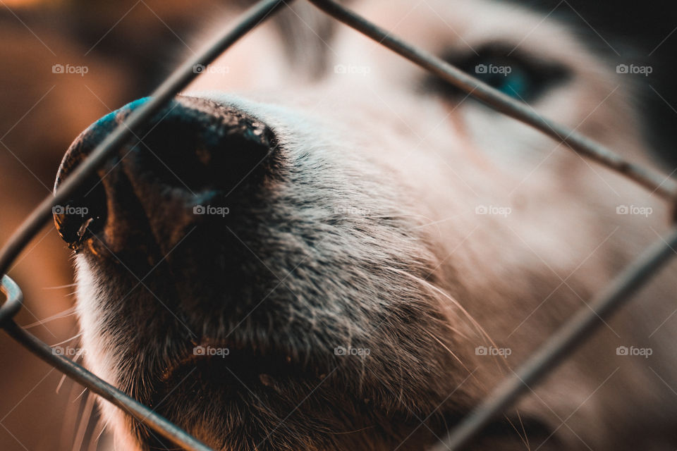 husky perro raza nórdica